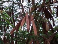 Leucaena leucocephala - Леуцена светлоголовчатая