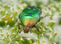Scarabaeidae unidentified - Пластинчатоусые