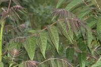 Ailanthus altissima - Айлант высочайший