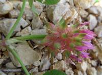 Trifolium spumosum - Клевер пенистый, Амория пенистая
