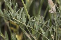 Astragalus pallescens - Астрагал бледноватый
