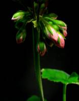 Pelargonium - Пеларгония