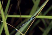 Coenagrionidae - Стрелки