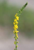 Agrimonia eupatoria - Репешок обыкновенный