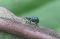 Brentidae - Apioninae - Семяеды