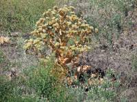 Cousinia triflora - Кузиния трёхцветковая