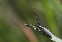 Agapanthia maculicornis
