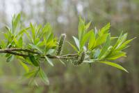 Salix viminalis var. gmelinii - Ива Гмелина