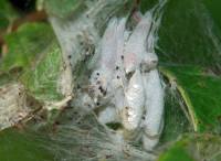 Yponomeuta evonymella - Горностаевая моль черемуховая