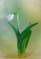 Galanthus woronowii - Подснежник Воронова