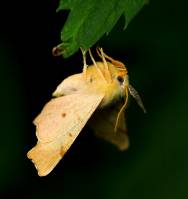 Ennomos erosaria - Пяденица угловатая жёлтая
