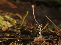 Ophiocordyceps entomorrhiza - Кордицепс серо-пепельный