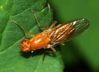 Psilidae - Мухи-лыски