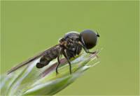 Самая внимательная муха в мире