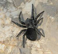 Eresidae - Бархатные пауки, эрезиды