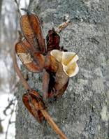 Dioscorea nipponica - Диоскорея ниппонская, Диоскорея Жиральда, Диоскорея многокистевая