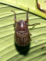 Scarabaeidae - Melolonthinae - Хрущи