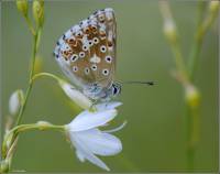 Polyommatus coridon - Голубянка серебристая (Коридон)