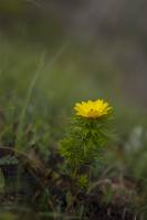 Adonis vernalis - Адонис или горицвет весенний