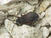 Pyrrhocoris marginatus - Пиррокорис окаймленный