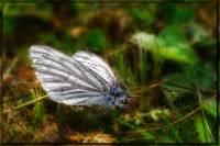 бабочка на траве