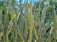 Euphorbia cedrorum