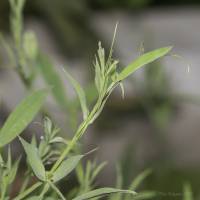 Lathyrus pratensis - Чина луговая