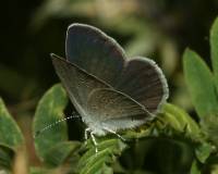 Cupido minimus - Голубянка малая