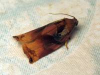Archips podana - Листовёртка-толстушка всеядная