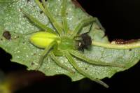 Micrommata virescens - Микромата зеленоватая