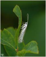 Yponomeutidae - Горностаевые моли