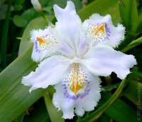 Iris japonica - Ирис японский