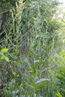 Verbascum lychnitis - Коровяк мучнистый, или коровяк метельчатый
