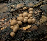 Lycogala epidendrum - Волчье вымя, или Ликогала древесинная