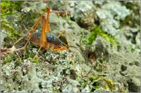 Rhaphidophoridae - Кузнечики пещерные (рафидофориды)