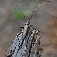 Cerambycidae - Усачи