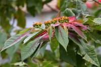 Euphorbia pulcherrima - Молочай красивейший, или пуансеттия
