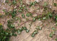 Paronychia argentea - Приноготовник серебристый