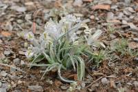 Iris subdecolorata - Юнона обесцвеченная, Ирис обесцвеченный, Касатик обесцвеченный