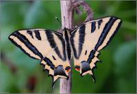 Papilio alexanor - Парусник Алексанор