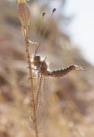Ascalaphidae - Аскалафы