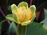 Liriodendron tulipifera - Лириодендрон тюльпанный