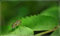 Dolichopodidae - Зеленушки