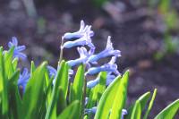 Hyacinthus orientalis - Гиацинт восточный
