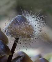 Spinellus fusiger - Спинеллус веретеноносный