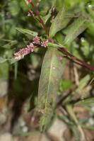 Persicaria lapathifolia - Горец шавелелистный