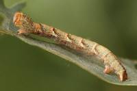 Cyclophora punctaria - Пяденица кольчатая точечная