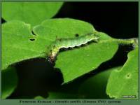 Limenitis camilla - Ленточник Камилла
