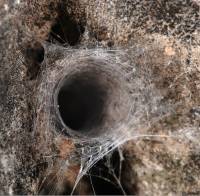 Segestriidae - Шестиглазые пауки