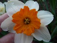 Narcissus sp.